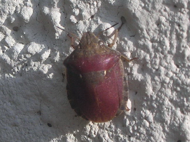 Pentatomidae: Eurygaster testudinaria del Savonese
